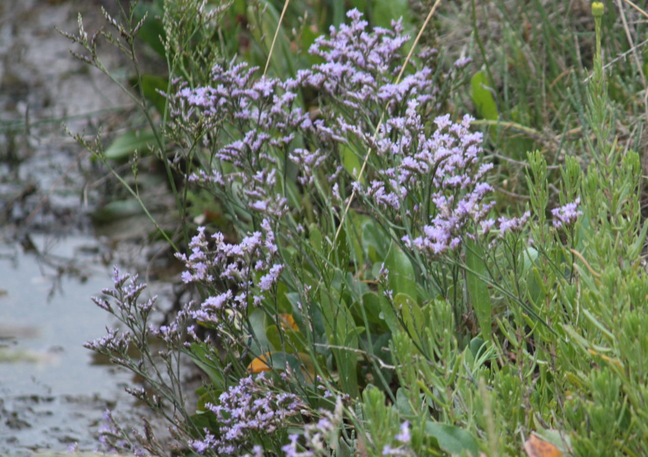 Limonium Vulgare Mill